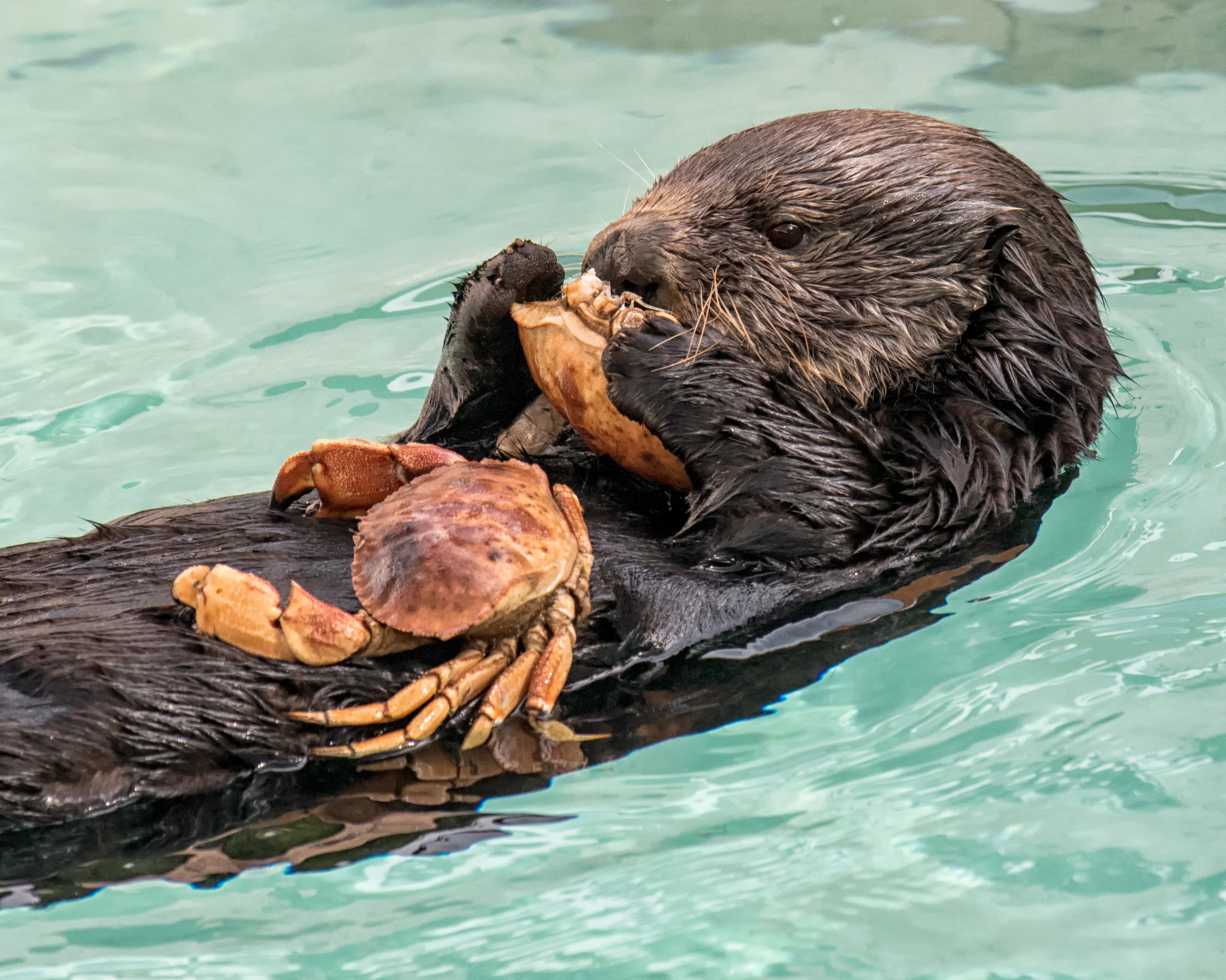 sea otter eating crab