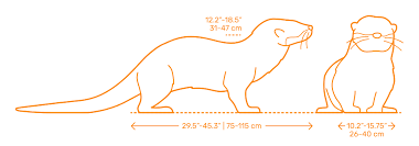 otter size