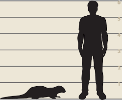 otter compared to a human